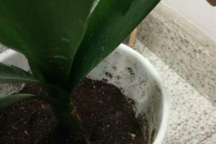 磷酸二氢钾能不能用来灌根,有什么需要注意的吗？