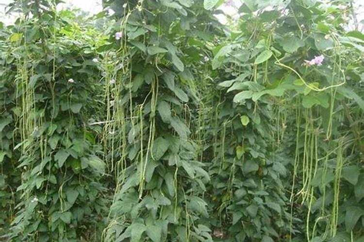豆角冲什么水溶肥最好