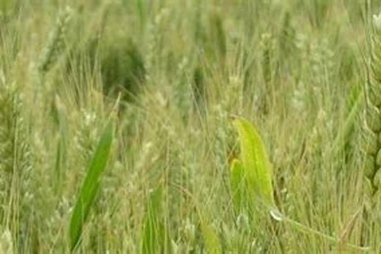 小麦拔节肥什么时候施