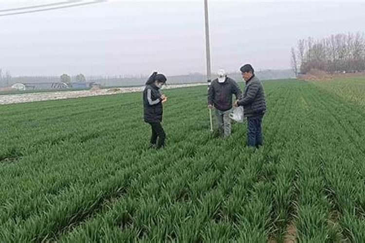 小麦生长中怎样做好水肥管理？