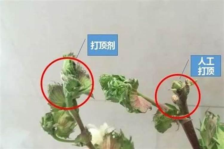棉花打顶的技术要点 注意事项有哪些