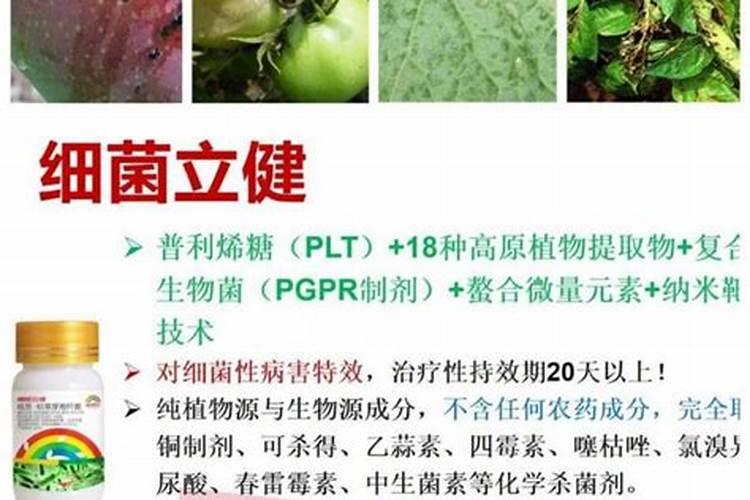 黄瓜打芸苔素对防治霜霉病的药有没有药害