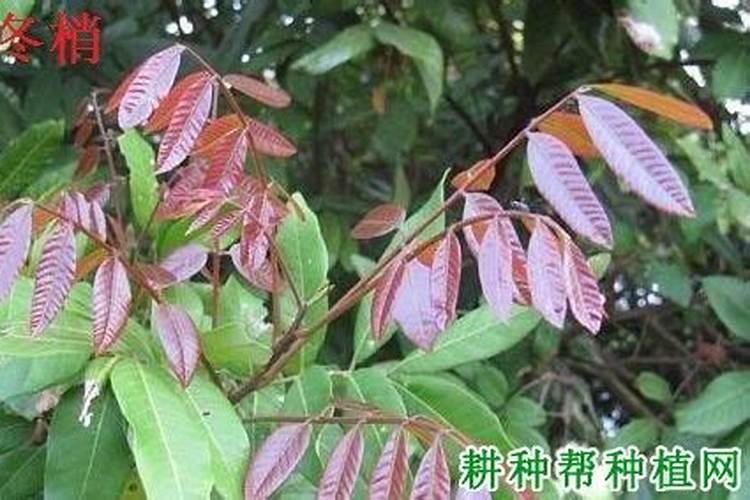 哪种糖类对荔枝龙眼叶面喷施较好？
