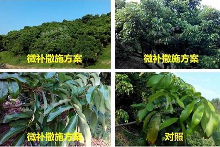 桂圆高产用什么叶面肥？施肥时需要注意些什么？