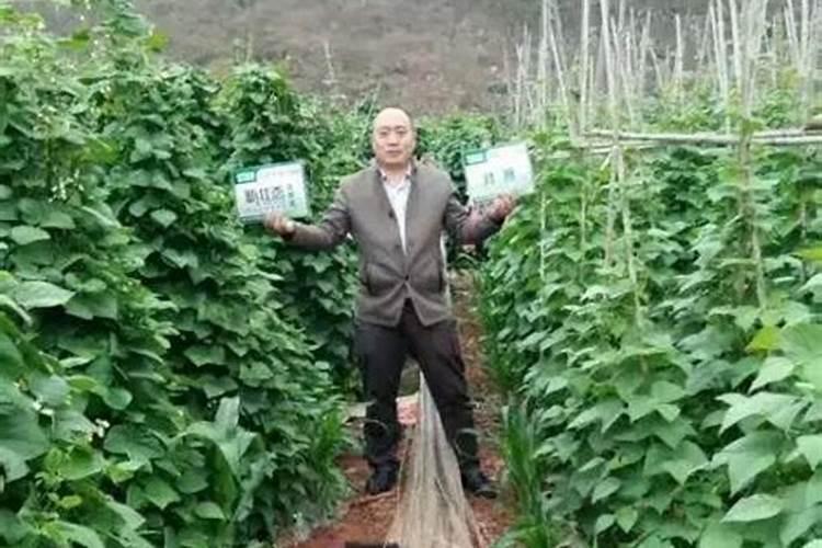 水稻田施肥完可以放水吗？
