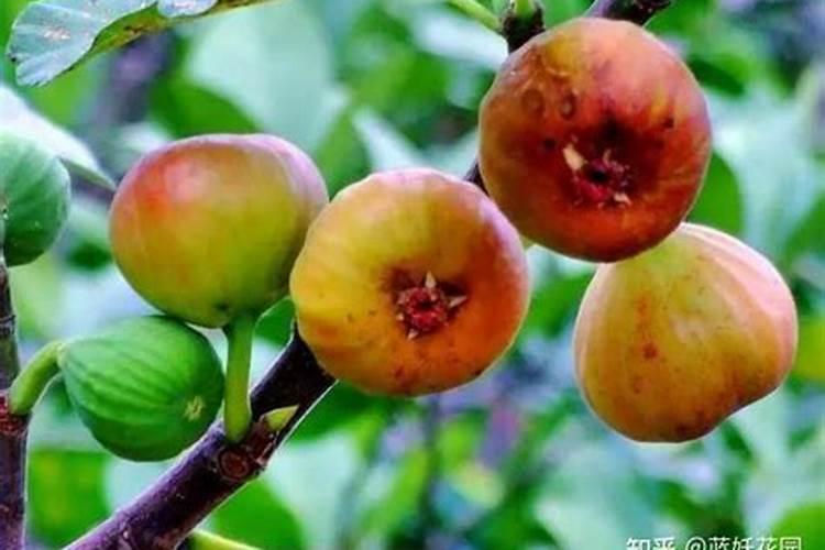 无花果用什么肥料最好
