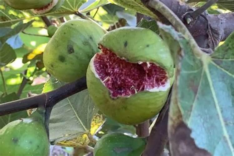 无花果追肥用什么肥料好