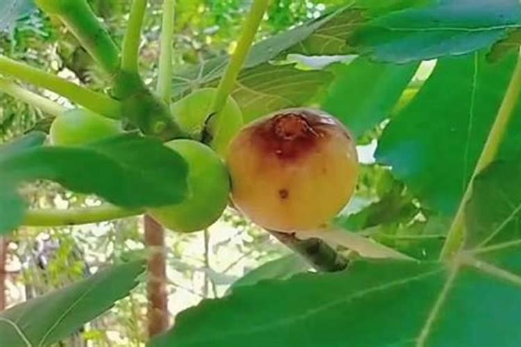 无花果用什么肥料最好