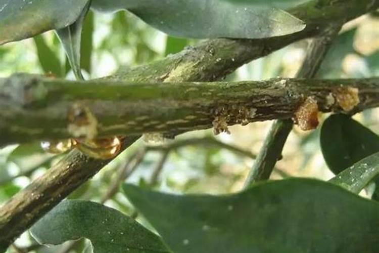 流体硼叶面肥的用量及使用