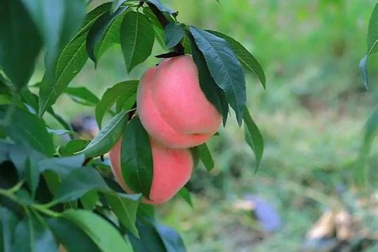 荆芥种植管理方法 荆芥生长需要什么条件