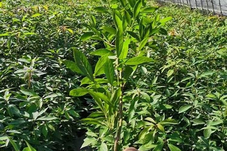 金丝楠木小苗种植方法？