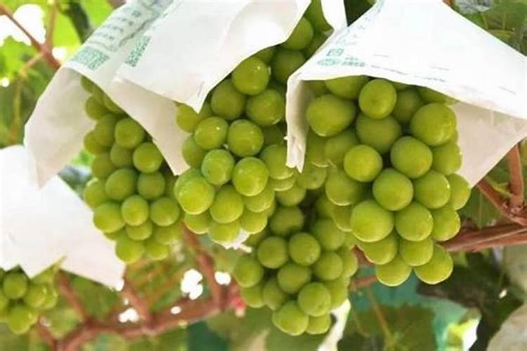 北方大棚栽阳光玫瑰棚架可以吗,大棚阳光玫瑰平均价可以吗？