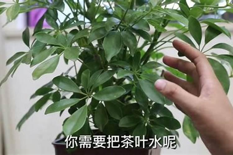 白酒兑水可以浇花吗
