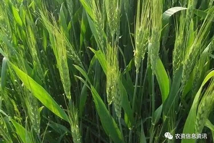 杨梅树苗施什么肥最好？
