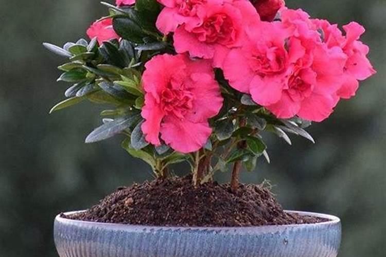 葡萄硼肥什么时候打最好？开花前？还是花期打？