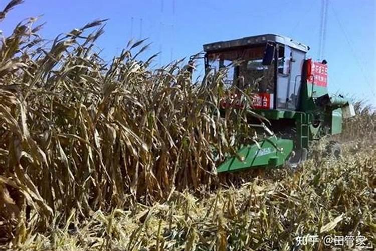 玉米秸秆还田应该注意什么 玉米秸秆怎么还田