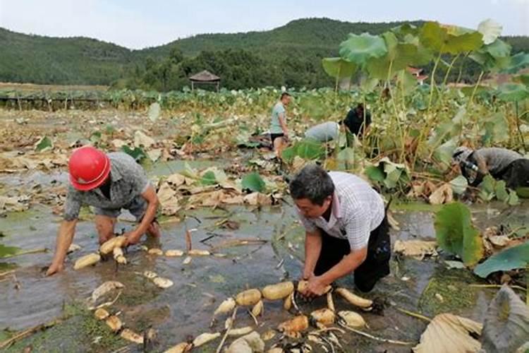 第1年藕塘熟稍把严重,一般都熟2节,怎么办？有解决方法吗？