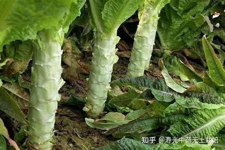 莴苣用什么肥料变高变粗 附莴苣的种植方法