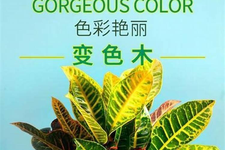 变叶木的养殖方法和注意事项