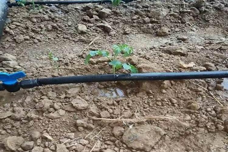 打顶后硼肥滴灌亩用量多少合适？