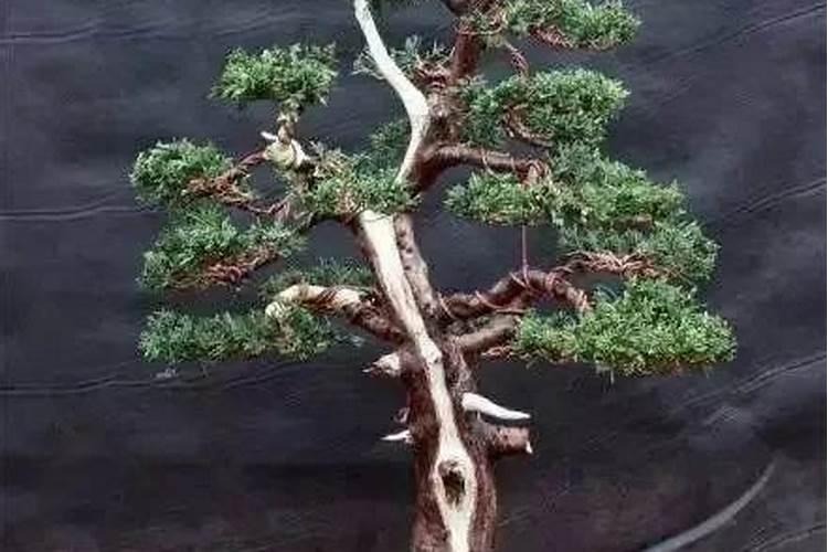 牡丹总是养不活怎么办呀？