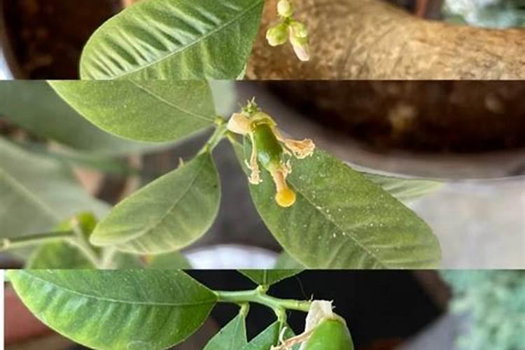 柠檬挂果后需要施什么肥