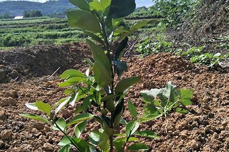 柑橘苗叶面肥施药方法