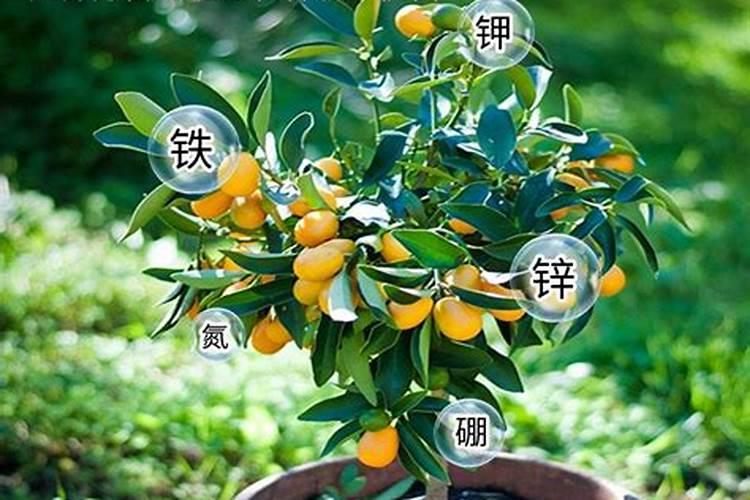 橘子树用什么肥料最好？橘子树施肥方法和注意事项