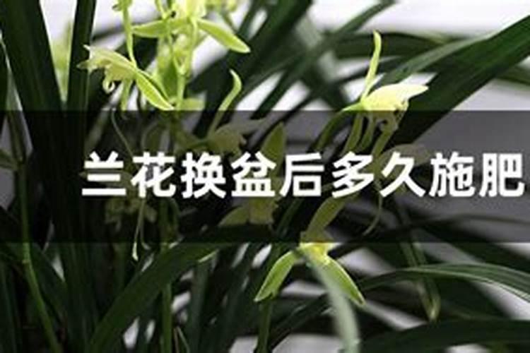 兰花刚出花箭用施肥么