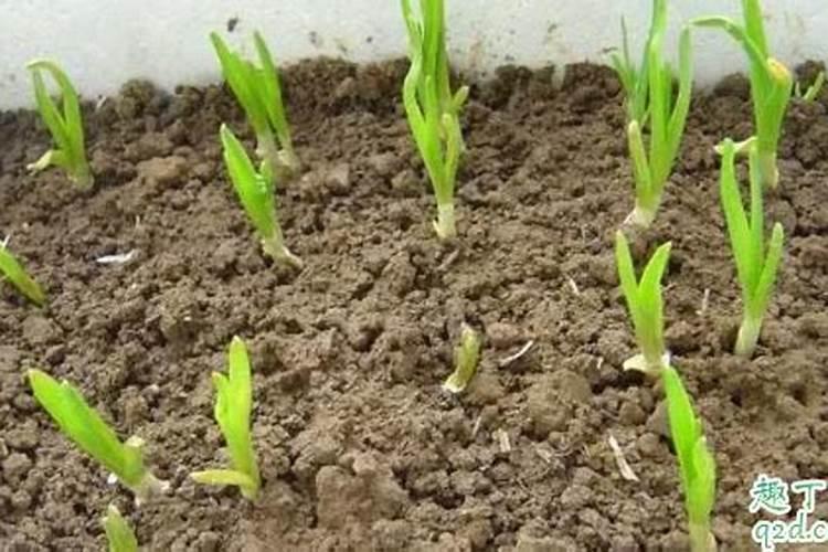 种植大蒜用什么肥料好 种植大蒜用什么肥料比较好
