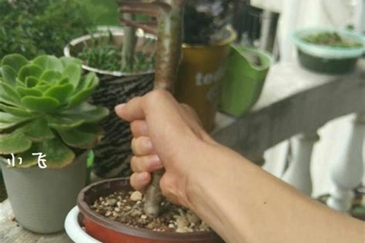 法师多肉哪个品种好看好养的