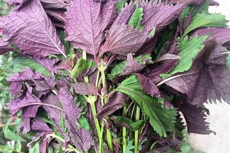 紫苏施肥用什么肥料