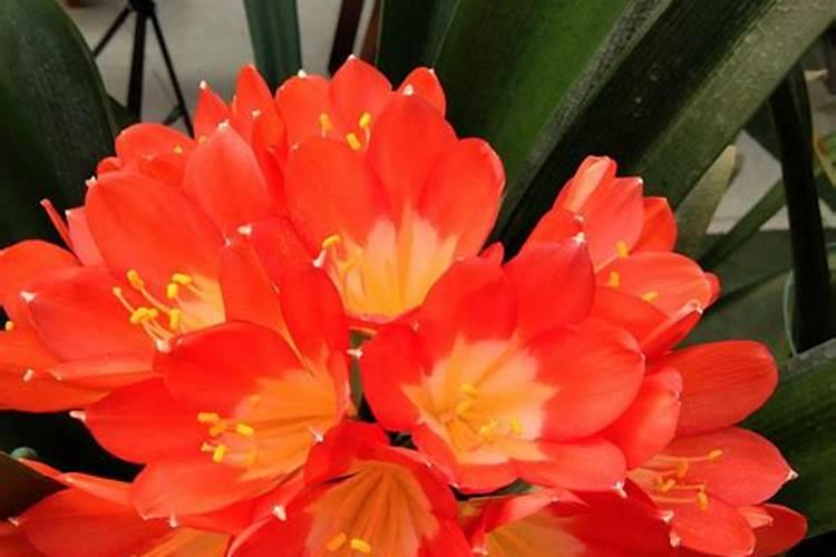 黄豆水可以浇花吗？