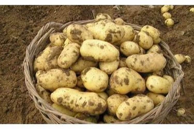 种土豆什么时候施肥 种土豆施肥什么时候合适