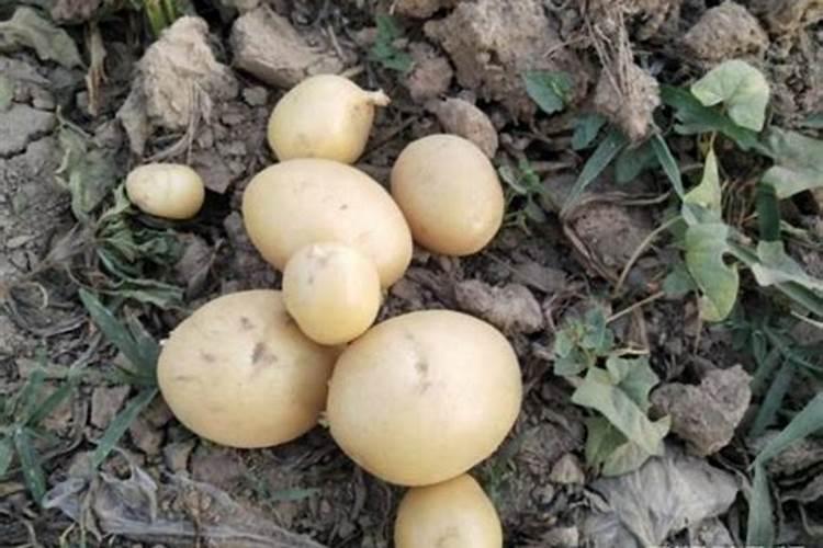 土豆出苗后多久施肥