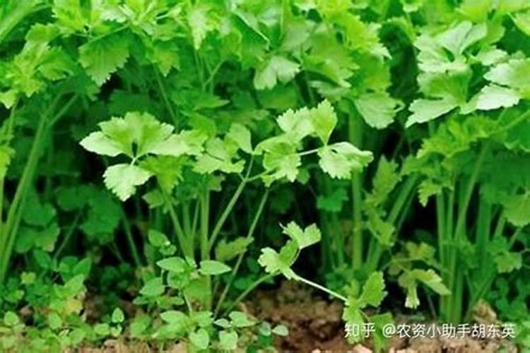 菜花叶子边缘枯黄是怎么回事