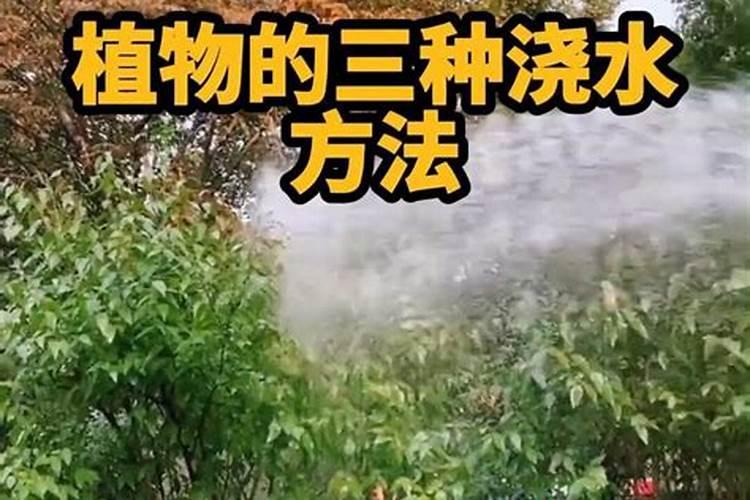 大棚茉莉香葡萄。第一年小树。现在追肥还是升温时追肥？。