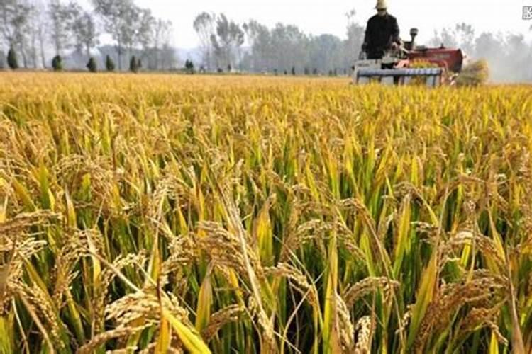 种大葱用什么肥料,肥料用多了怎么办