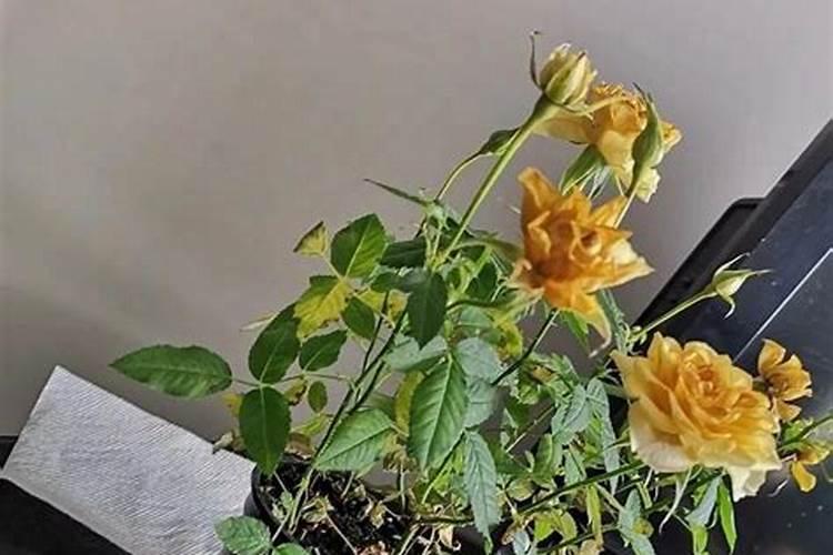 新栽的月季多久施肥