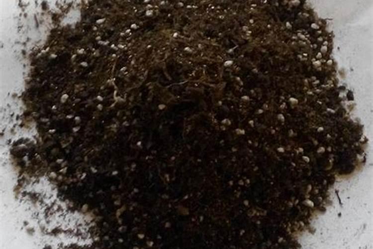 油麦菜 的种植方法？