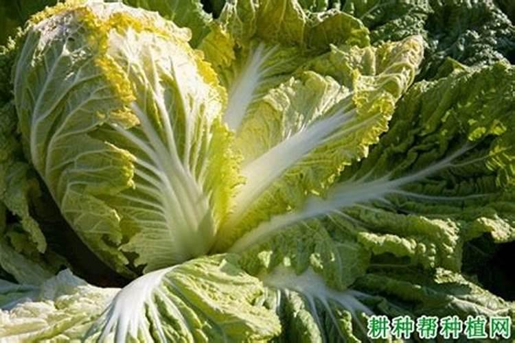 白菜不包心怎么办 包心期如何浇水