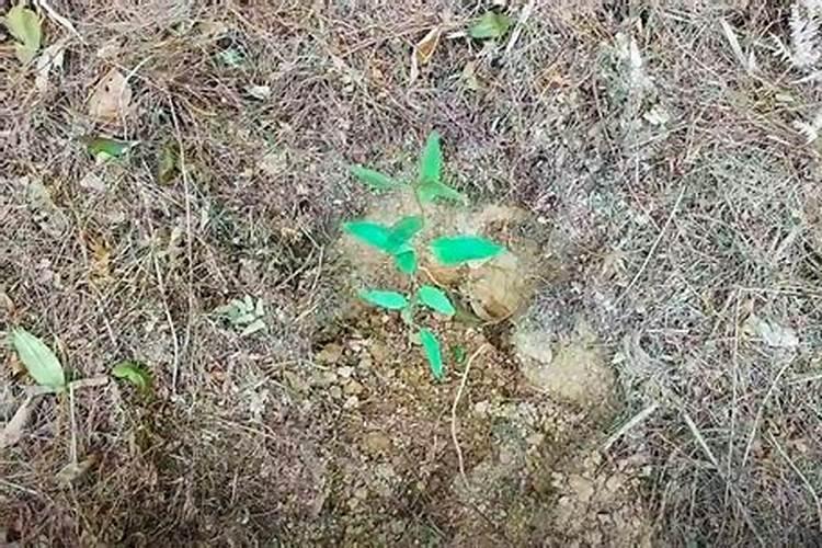 种桉树要放底肥吗