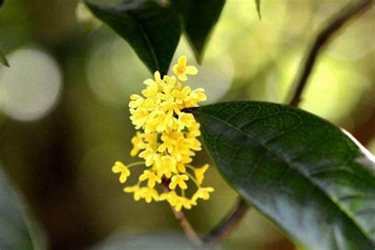 桂花树施肥用什么肥料