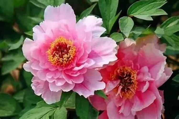 牡丹花喂什么肥开花更鲜艳