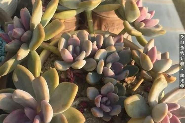 盆栽多肉植物施什么肥 该如何施肥