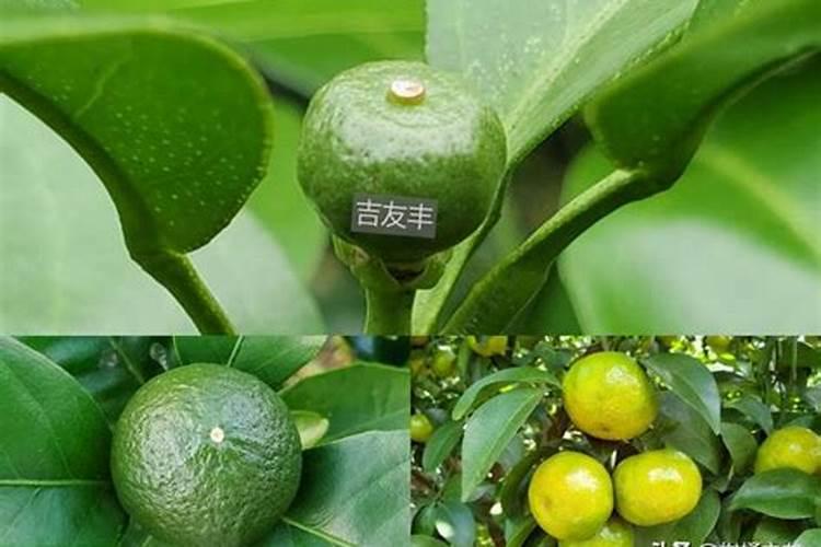 养花沤肥方法