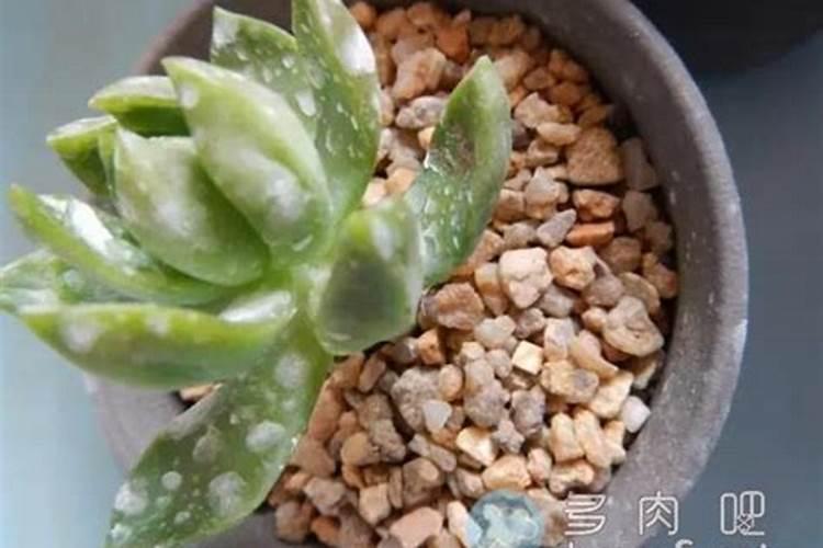 多肉施肥用什么肥料长得壮 多肉植物施什么肥料最合适