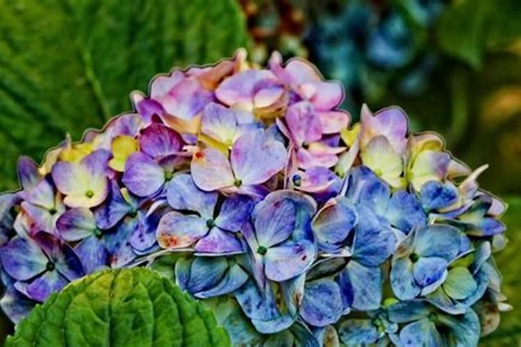 茉莉花怎样养