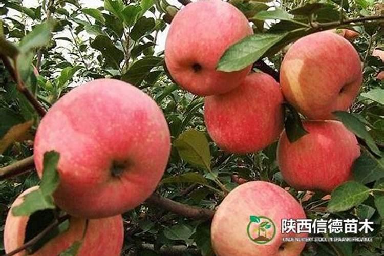 生产水溶肥需要办理哪些证件手续合法