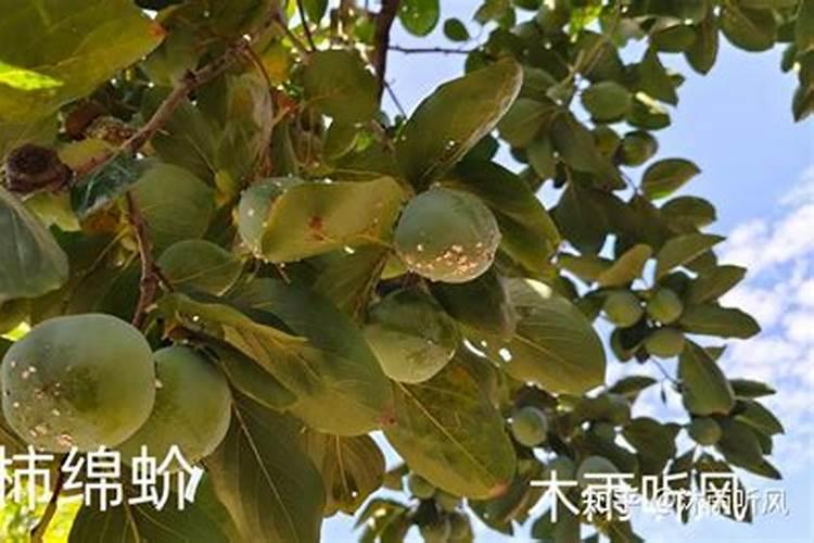 柿子树怎么防治柿蒂虫？